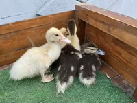 Ducks — عکس 3