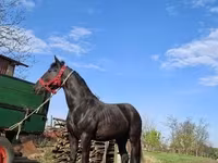 Азаргагүй морь, Nonius horse — 5 зураг