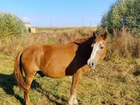 Caballo, Caballos — foto 2