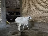 گوسفند (گروه، جنسیت مشخص نشده), گوسفند — عکس 2