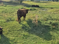 Bulle, Aberdeen-Angus — Foto 5