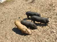 Babi hutan, Вьетнамская вислобрюхая — foto 4