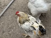 Chickens — foto 4