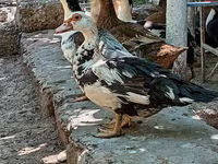 Muscovy domestica — foto 6