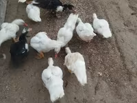 Ducks — عکس 2