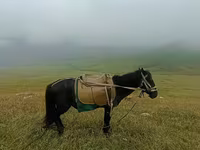 اسب نر, اسب — عکس 1