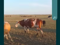 گاو ماده, Simmental cattle — عکس 2