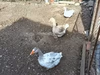 Geese — 照片 2