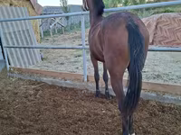 ม้าตัวเมีย, Kazakh horse — รูปภาพ 4