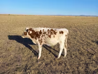 Lembu jantan, Kazakh White-headed cow — foto 5
