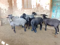 Овца, Romanov sheep — снимка 4