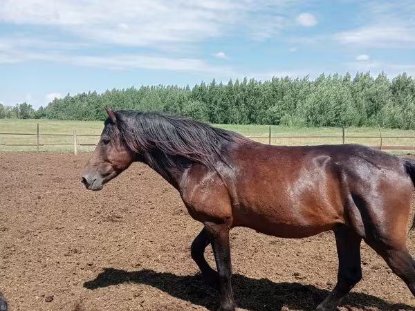 Kůň, Kushum Horse