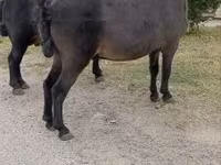 Hingst, Heste — foto 1