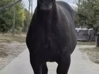 Kuda jantan, Horses — foto 1
