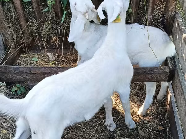 Kozy (šarže, pohlaví neuvedeno), Kozy