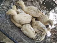 Geese — عکس 3