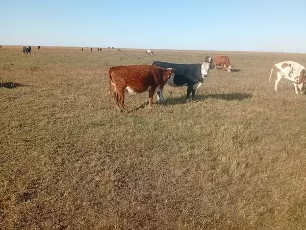 گاو ماده, Simmental cattle