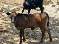 Lembu ternakan (lot, jantina tidak dinyatakan), Dexter — foto 5