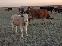 گاو ماده, Simmental cattle — عکس 1