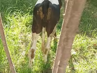 Bull, Cattle — photo 4
