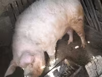 Eber, Schweine — Foto 1