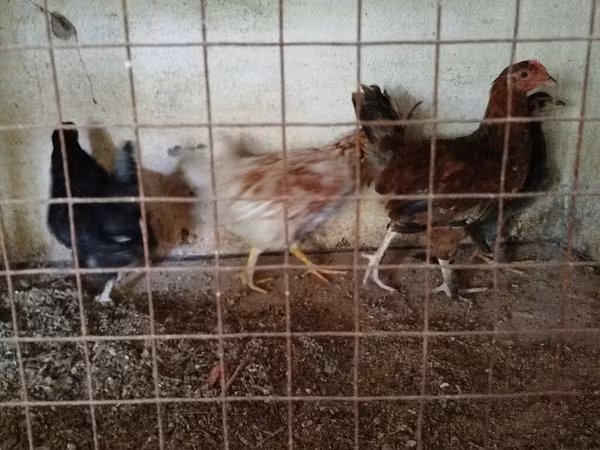 Chickens