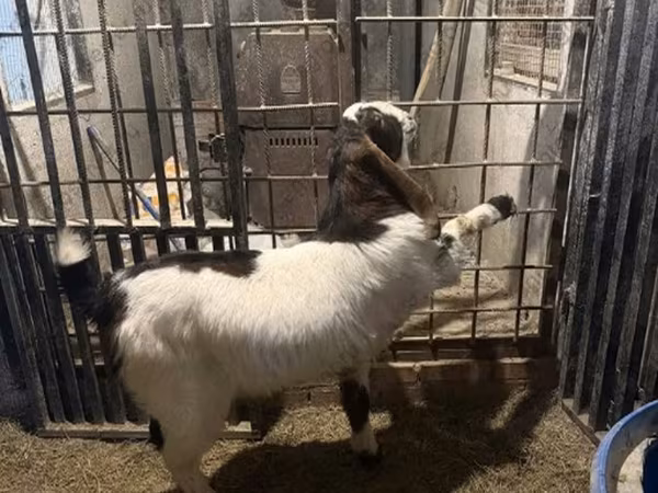 Billy Goat, Goats — Russia