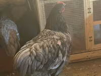 Chickens — عکس 5