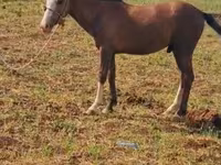 Cavalo, Karabakh horse — foto 1
