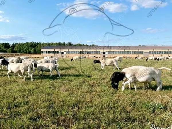 Berbec, Dorper sheep
