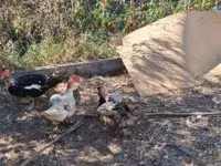 Ducks — 照片 6