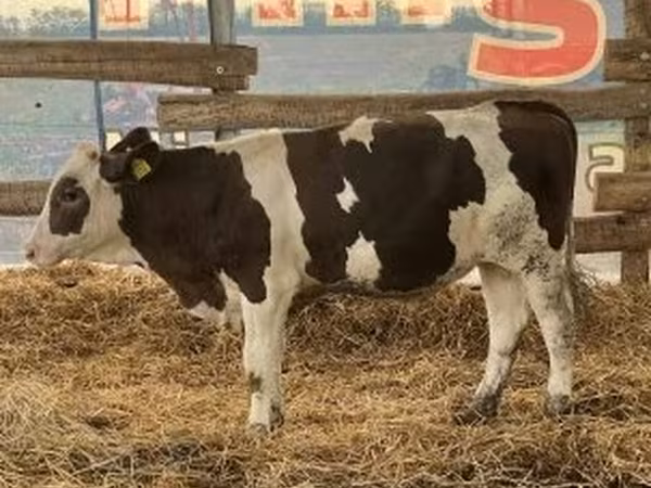 วัวตัวผู้, Russian Black pied cattle