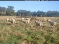 Ido, Vendee sheep — sawirka 3