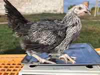 হাইজেক্স — ছবি 2