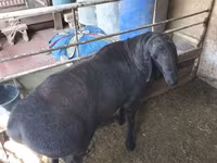 Beran, Arashan sheep — foto 2