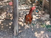 Chickens — عکس 3