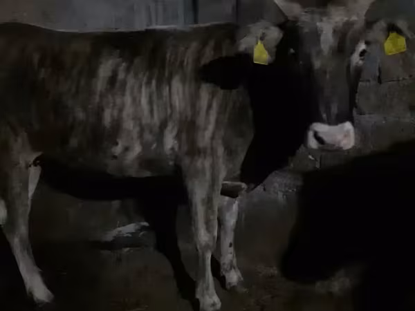 بقرة, الماشية