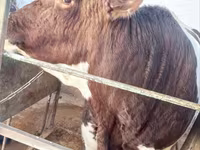 گاو نر, Simmental cattle — عکس 2