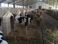 Touro, Raça Holstein — foto 2