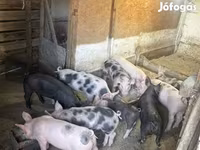Säue, Schweine — Foto 3
