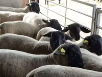 میش, White Suffolk sheep — عکس 1