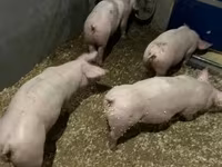 หมูป่าตัวผู้, Гипор — รูปภาพ 8