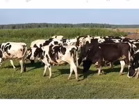 황소, Russian Black pied cattle — 사진 1