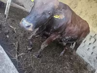 Býk, Red Estonian cattle — foto 6