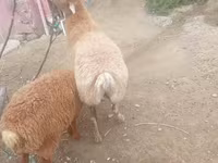 Owca, Owce — zdjęcie 4