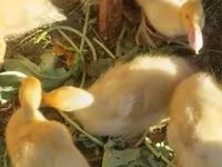 Ducks — foto 2