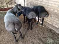 ஆண் ஆடு, ஆடுகள் — புகைப்படம் 5