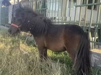 گھوڑی, Shetland Pony — تصویر 1