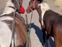 घोड़ी, घोड़े — फ़ोटो 5