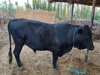 公牛, Cattle — 照片 6